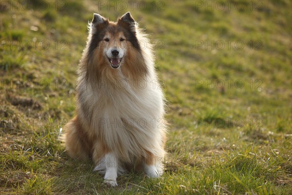 Scottish shepherd dog