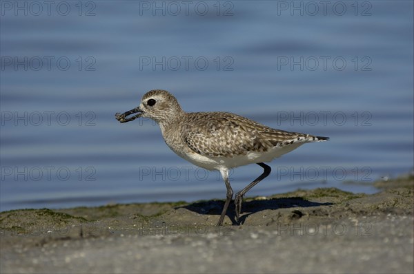 Grey Plover