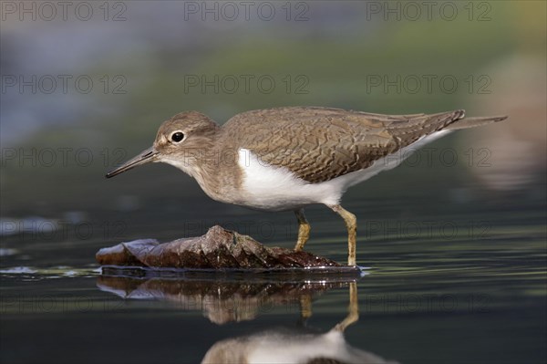 Common sandpiper