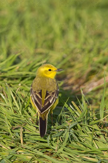 Western yellow wagtail