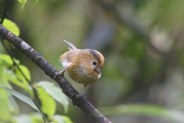 Yellow-fronted Parrotbill