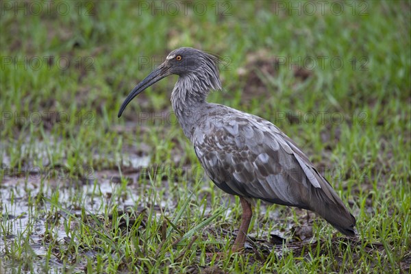 Plumbeous plumbeous ibis