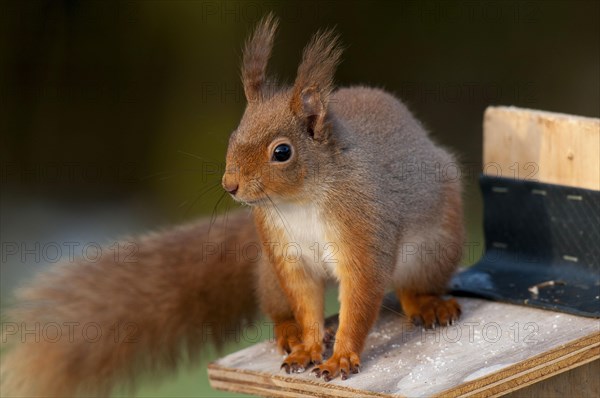 Eurasian red squirrel