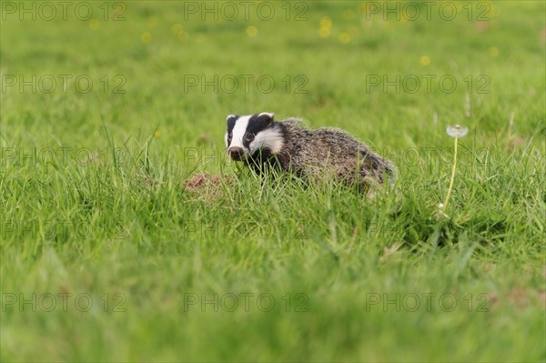 Eurasian Badger