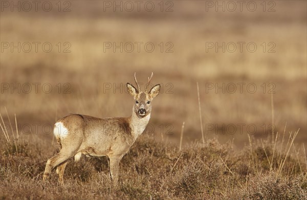 European roe deers