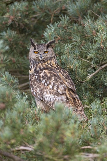 Eurasian eagle-owl