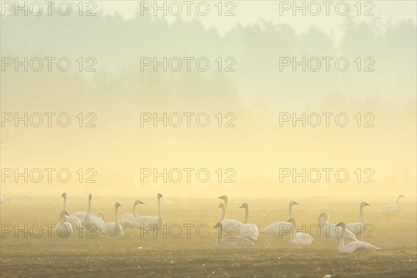 Trumpeter Swan