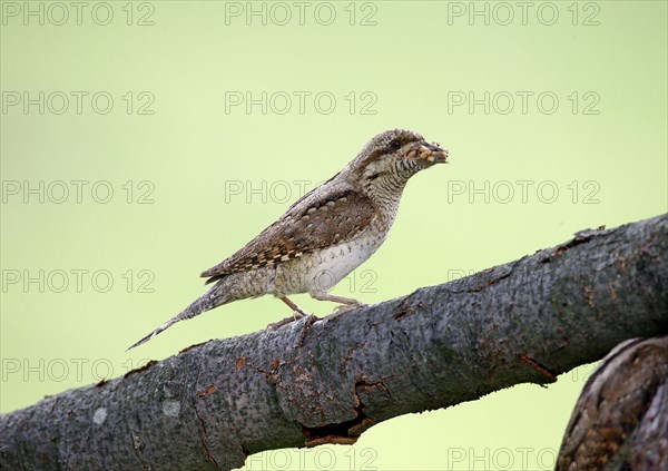 Eurasian eurasian wryneck