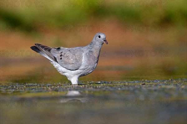 Stock Dove