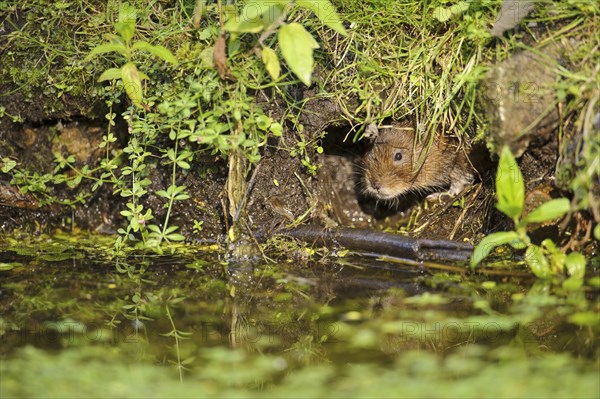 Eastern vole