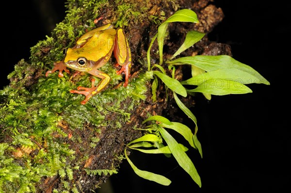 Brown reed frog