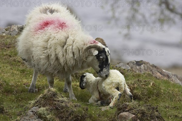 Domestic sheep