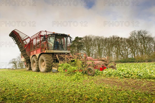 Sugar Beet