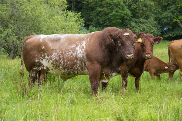 Domestic cattle