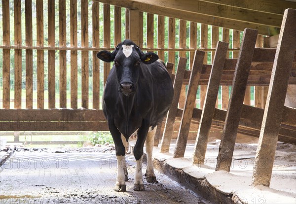 Dairy farming