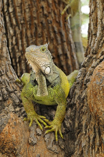 Green iguana