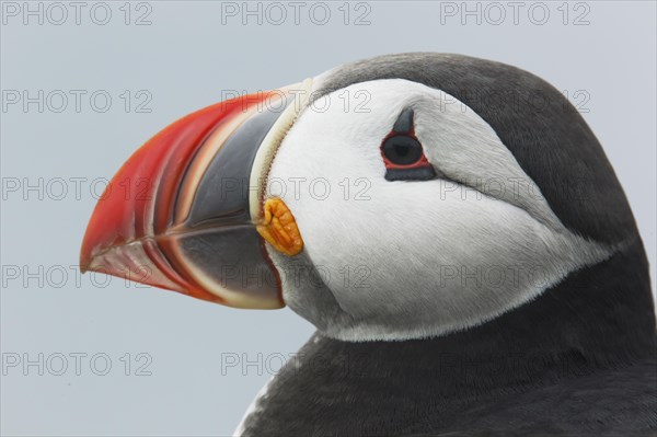 Atlantic Puffin