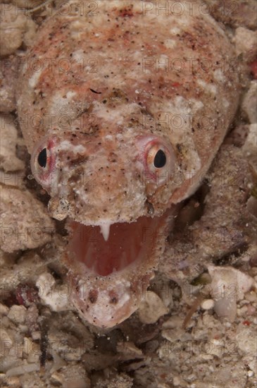 Snake Eel