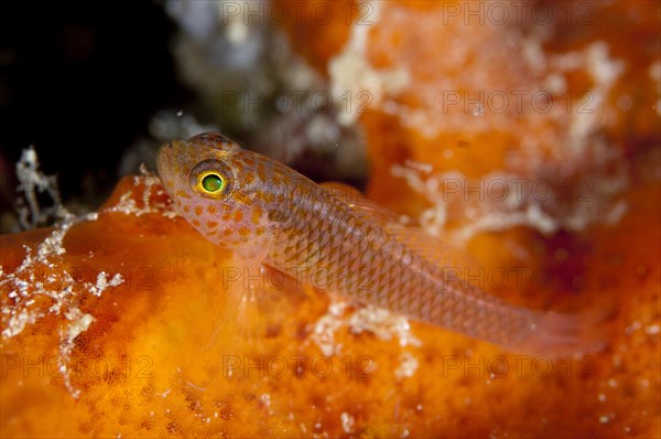 Meshed Dwarfgoby