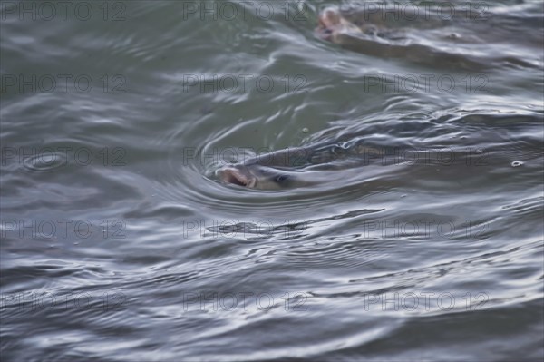 Thick-lipped Grey Mullet