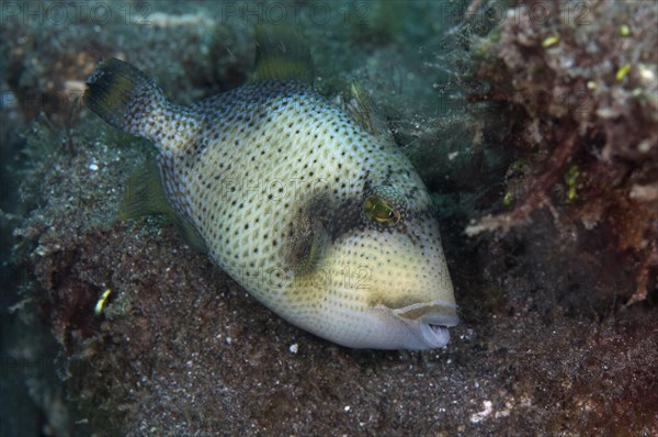 Yellow Triggerfish