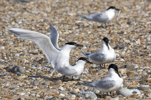 Mating Sandwich Terns