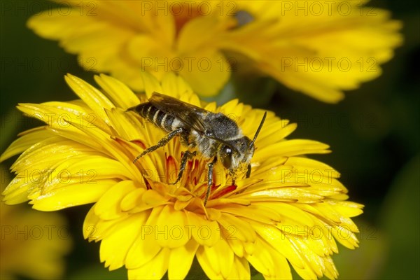 Cone bee