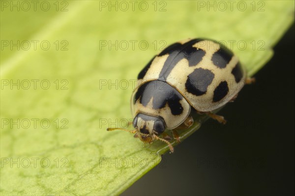 Fourteen-spot Ladybird