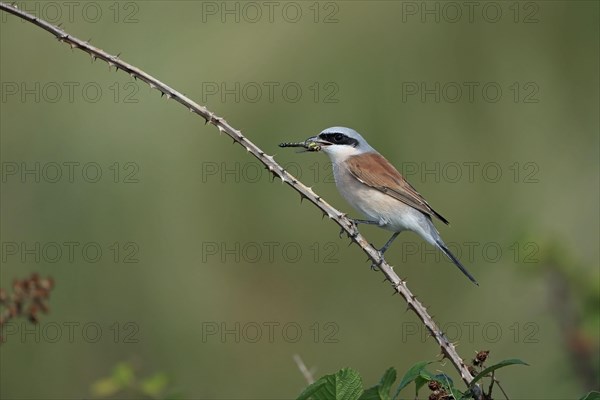 Red-backed Shrike