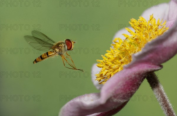 Grove hoverfly