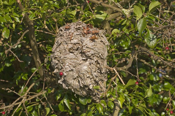 Paravespula vulgaris