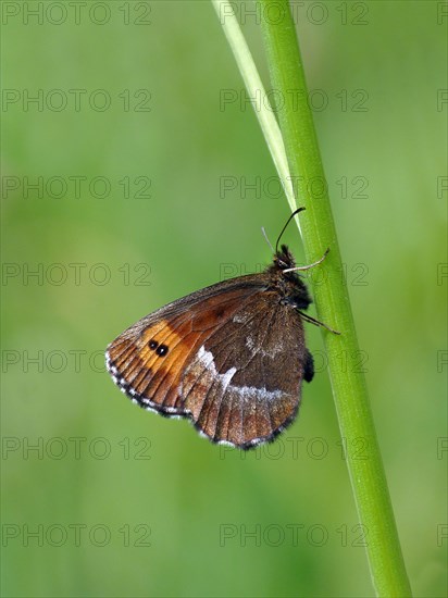 Large large ringlet