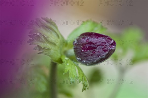 Poppy anemone