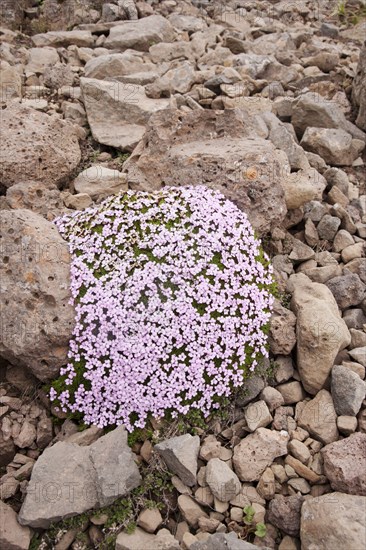 Moss campion