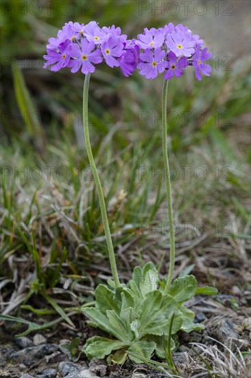 Mealy Primrose