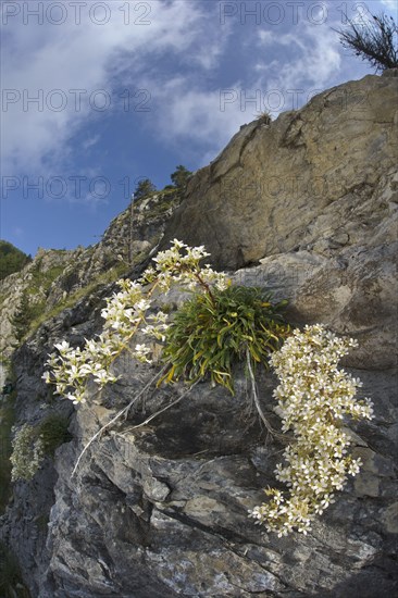 Ligurian saxifraga callosa