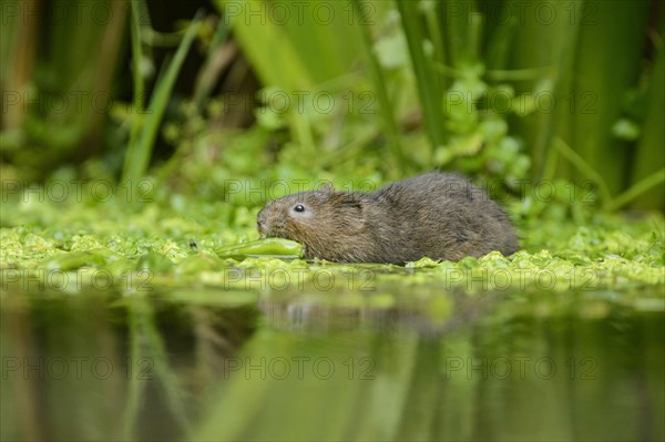 European water vole