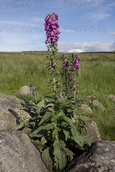 Common Foxglove