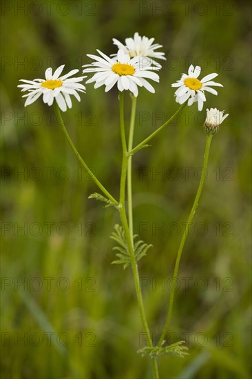 Chrysanthemum corymbosum