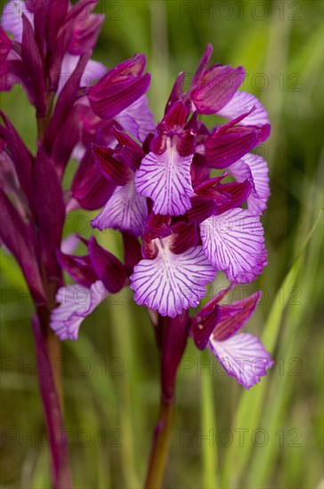 Pink Butterfly Orchid