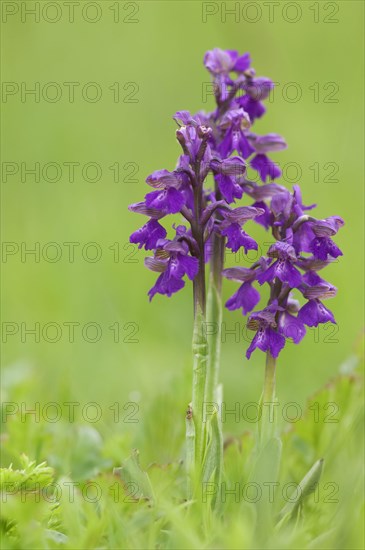 Green-winged Orchid