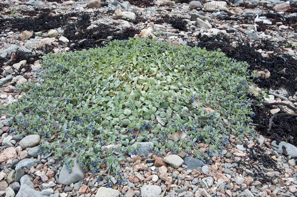 Flowering oysterleaf