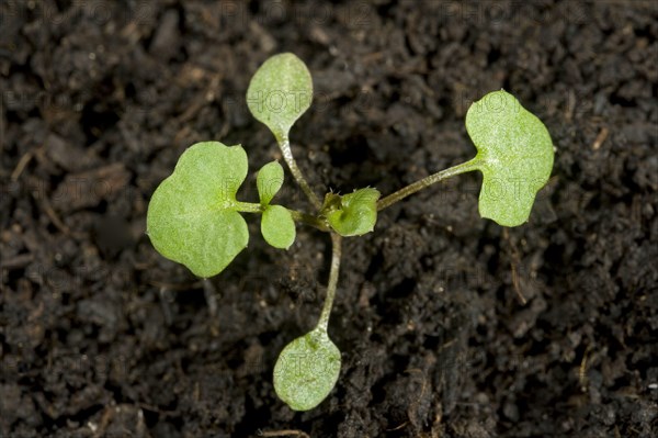 Hairy bittercress