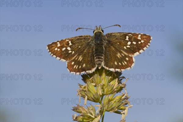 Safflower skipper