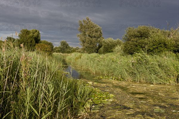 Common reed