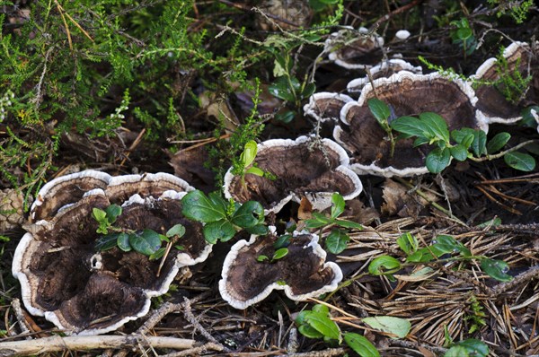 Zoned Tooth Fungus