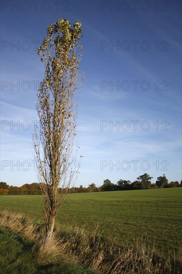 Lombardy Poplar