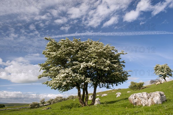 Common common hawthorn