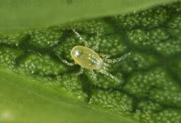 Phytoseiid mite