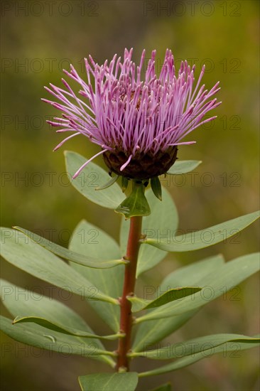 Stirling Ranges coneflower